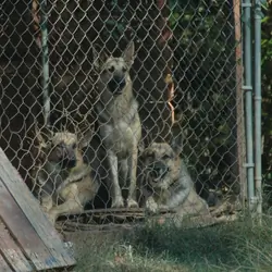 Breeding set of German Shepherds