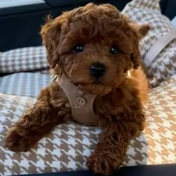 Toy poodle