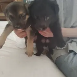 🐶 puppies