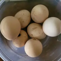 Peacock eggs