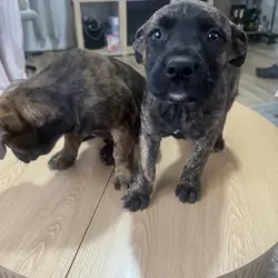 Belgian Malinois & American pitbull