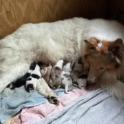 Collies delivery to iowa Nebraska