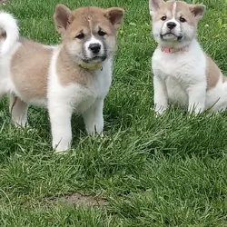 Akita puppies