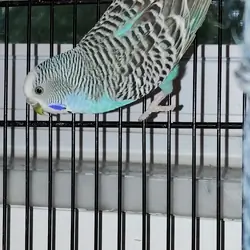 Parakeet with cage & supplies