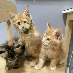 Maine coon kitten
