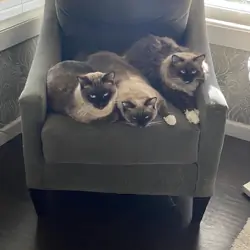Siamese Cats #2