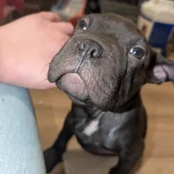 Pit mix puppy