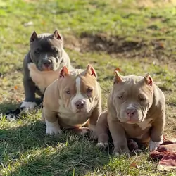 American Pocket/Exotic Bully Puppies available.