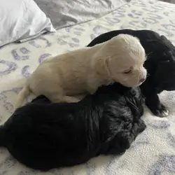 shih-poo puppies