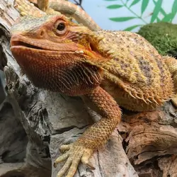 Bearded dragon (beardie)