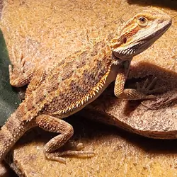 Juvenile beardie