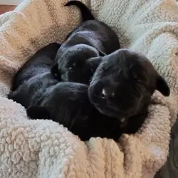 Giant Schnauzer Puppies, AKC registered, Solid blk