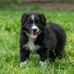Border Collie puppy