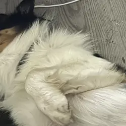 Miniature Australian Shepherd