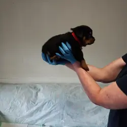 Rottweiler puppies