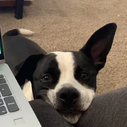 Loki