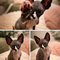 Sphynx kitten