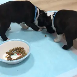 Akc Boston Terrier
