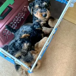 AKC Registered Terrier