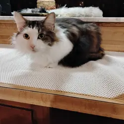 Free 4yr old cat, female, fixed to good home asap
