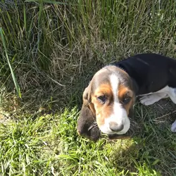 Basset Puppies