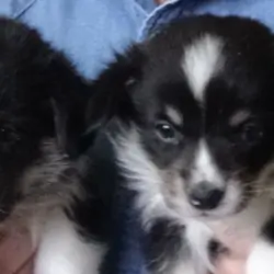 Pembroke Welsh Corgi Puppies