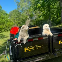Puppies