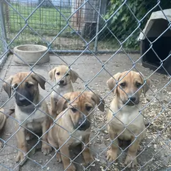 Labrador mix pups