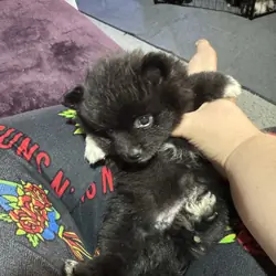 3 purebred Pomeranian Pups