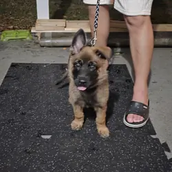 German Shepherd