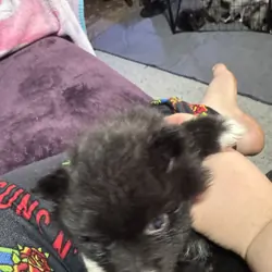 Pomeranian pups