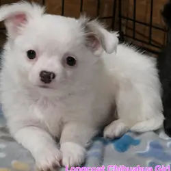 Longcoat Chihuahua Girl