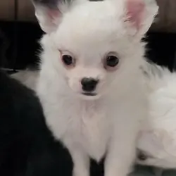 Longcoat Chihuahua Boy