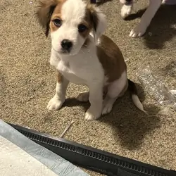 9 puppies Australian Boxherd