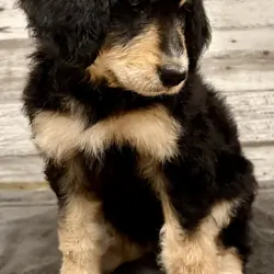 Bernedoodle