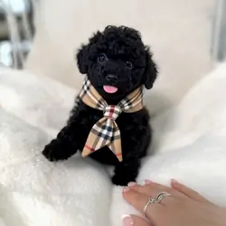 Puppy Teddy bear