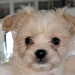 Shihpoo x pomchi pups