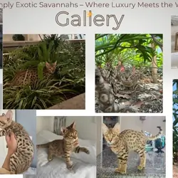 Savannah F4 Kittens