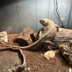 Bearded dragon and his enclosure
