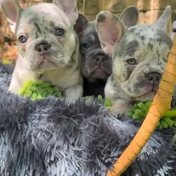 AKC FRENCHIES Puppies Ready to go
