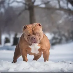 American Bully