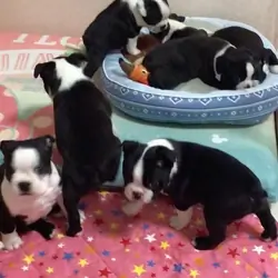 Adorable Boston Terrier Puppies
