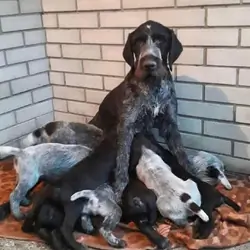Dogs and puppies