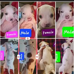 Full Blooded Pit Puppies