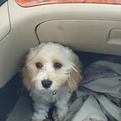 CAVACHON PUPPY