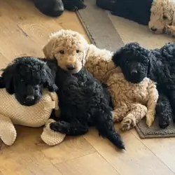 F1B Goldendoodle puppies