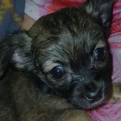 Puppy