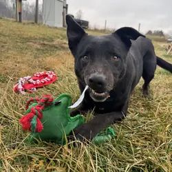 Working cattle dog