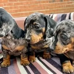 Miniature Dachshund puppies