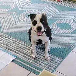 3 year old American Bulldog mix